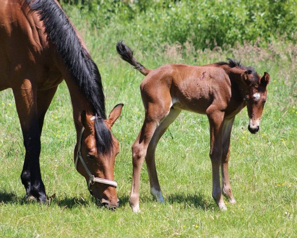 horse Fräulein Fabolous (Westphalian, 2020, from For Complete)