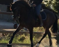 jumper Louisville GBL (KWPN (Royal Dutch Sporthorse), 2016, from Ephebe For Ever)