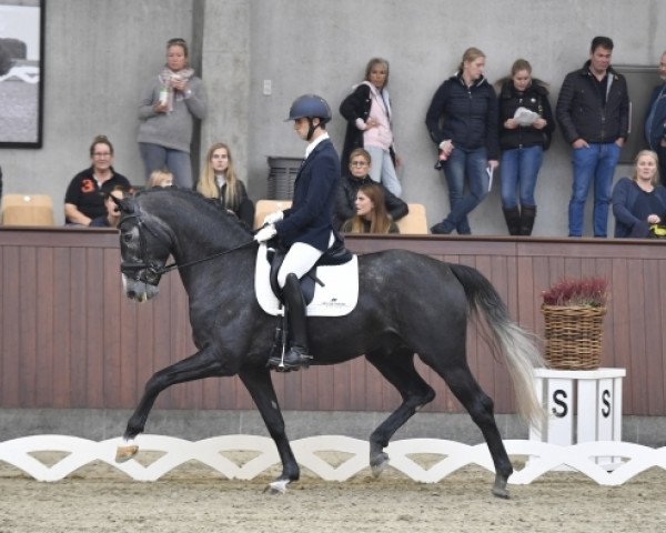 Deckhengst Tørveslettens Sylvester (Dänisches Warmblut, 2014, von Sezuan)