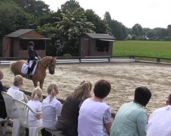 Ponyturnier Billerbeck 2015
