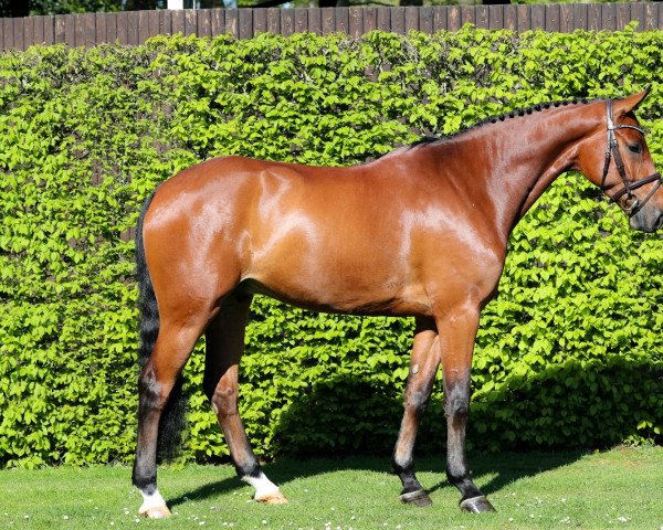 jumper Chaccartino (Oldenburg show jumper, 2015, from Chaccato)