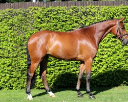 Springpferd Chaccartino (Oldenburger Springpferd, 2015, von Chaccato)