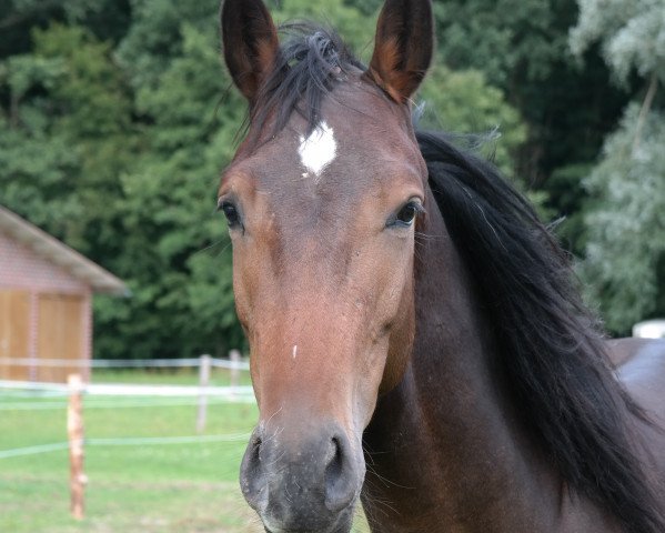 Pferd Wallach von Cristallo II (Westfale, 2013, von Cristallo II)
