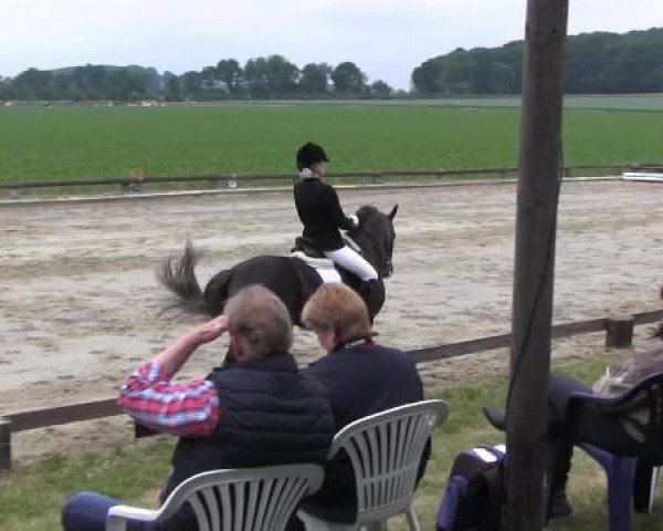 Ponyturnier Billerbeck 2015