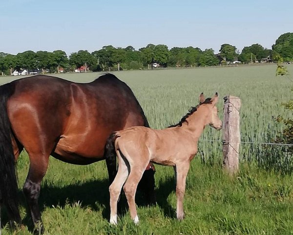 horse Versengold (German Riding Pony, 2020, from Notting Hill 2)