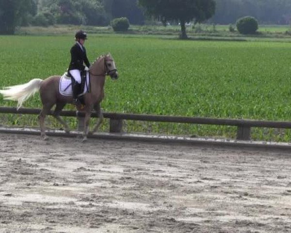 Ponyturnier Billerbeck 2015