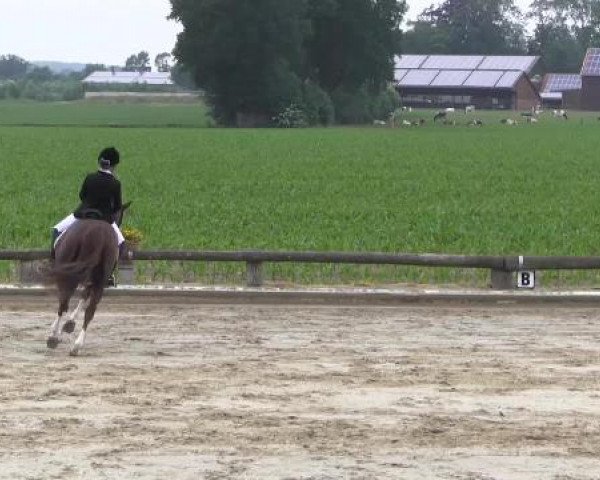 Ponyturnier Billerbeck 2015