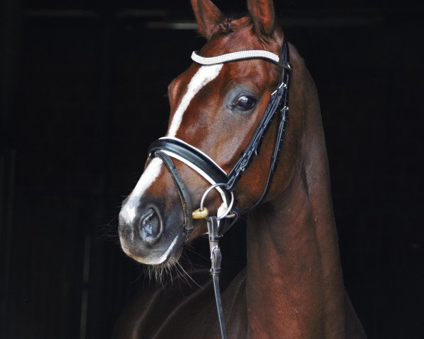 Pferd Stute von Amadeo/Delamanga (Westfale, 2016, von Amadeo)