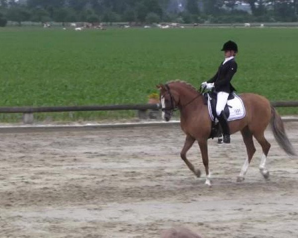 Ponyturnier Billerbeck 2015
