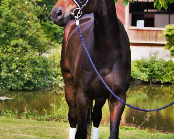 Pferd Stute von Destano/Don Henrico (Hannoveraner, 2015, von Destano)