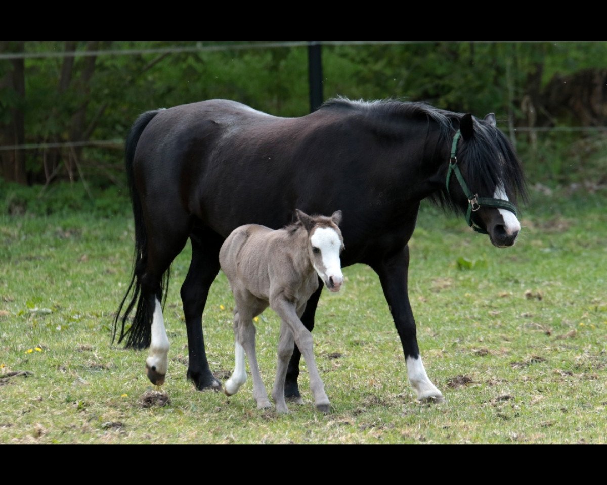 broodmare Scarlett (Welsh mountain pony (SEK.A), 2014)