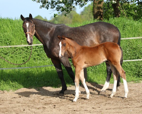 Pferd Feivel (Deutsches Reitpferd, 2018, von Finnigan) Pferd Feivel (Deutsches Reitpferd, 2018, von Finnigan)