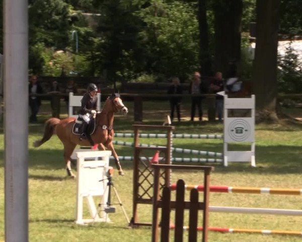Ponyturnier Billerbeck 2015