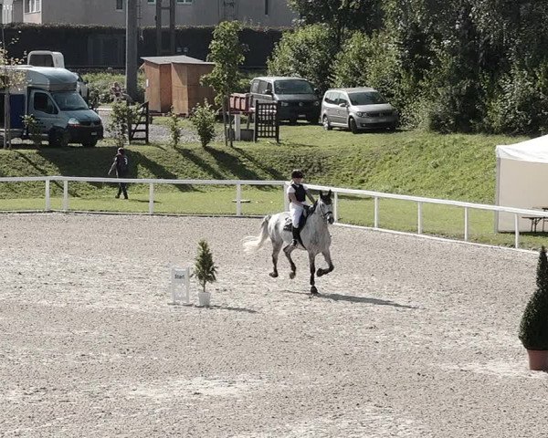 Pferdesporttage Bülach 2021