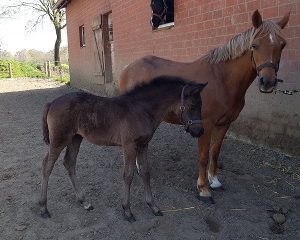 broodmare Pour Luck (German Riding Pony, 2008, from Plaisier)