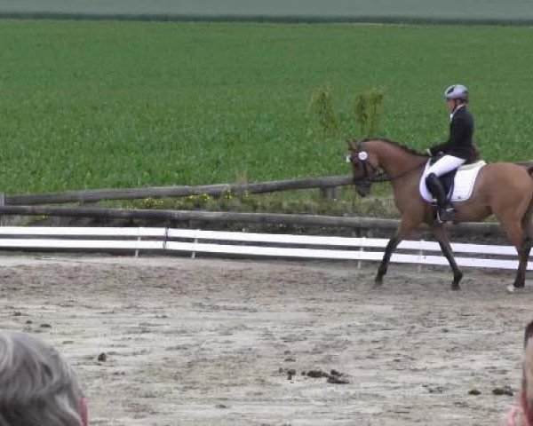 Ponyturnier Billerbeck 2015