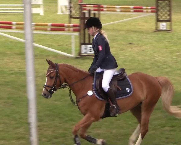 Ponyturnier Billerbeck 2015