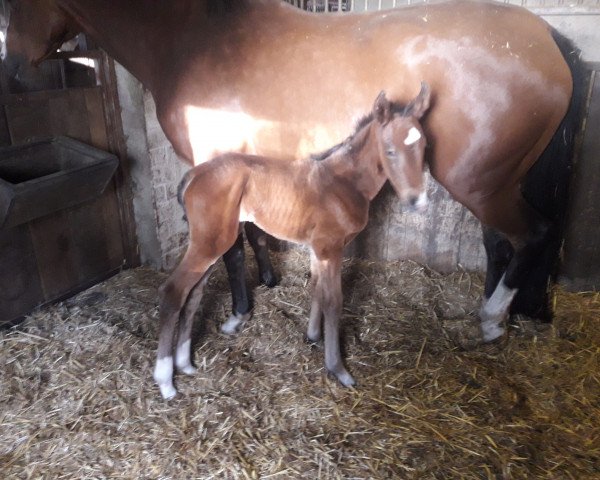 horse Pamira (German Warmblood, 2019, from Diamond First)