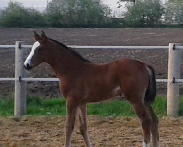 broodmare Pria (German Warmblood, 2014, from Quiet Bliss)