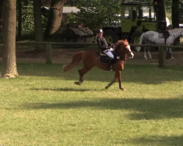 Ponyturnier Billerbeck 2015