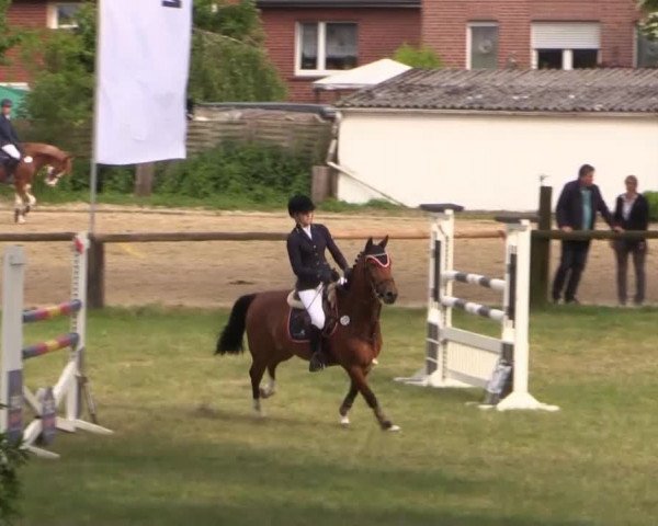 Ponyturnier Billerbeck 2015