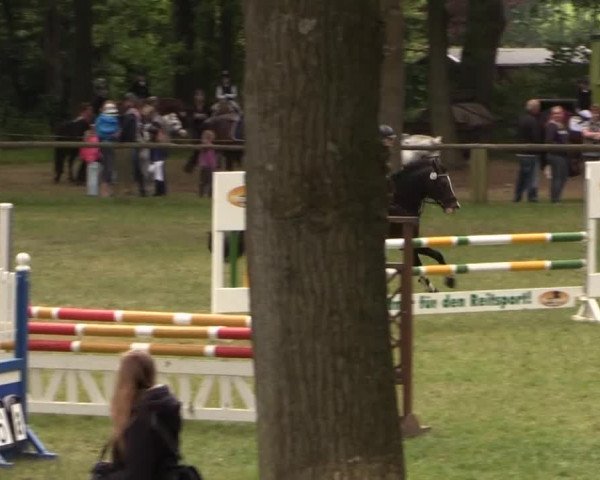 Ponyturnier Billerbeck 2015