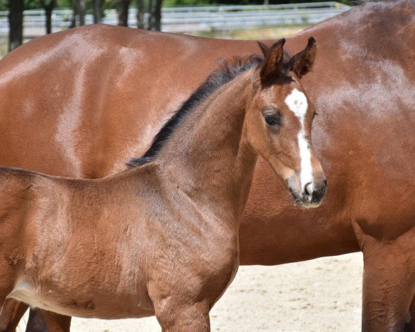 horse Edward RV (Hanoverian, 2020, from Escamillo)