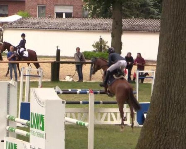 Ponyturnier Billerbeck 2015