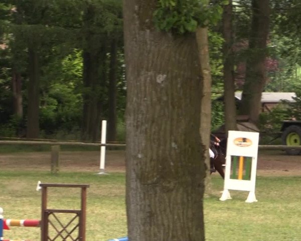 Ponyturnier Billerbeck 2015