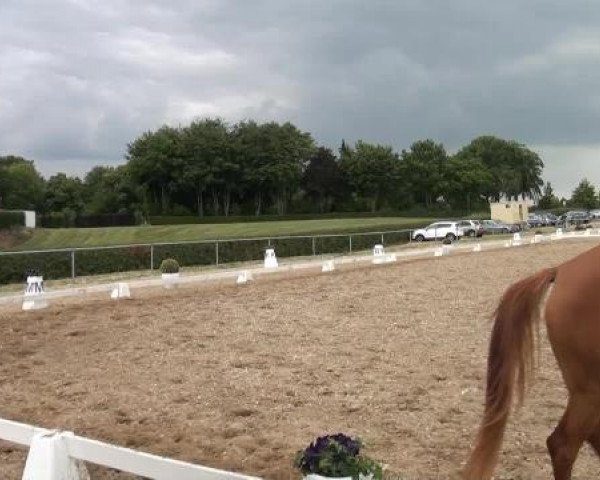 Sommerturnier RFV Heinsberg 2015