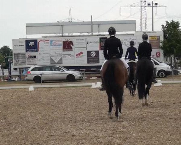 Sommerturnier RFV Heinsberg 2015