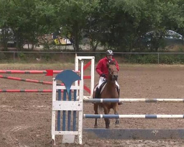 Reitturnier Wiesloch 2015