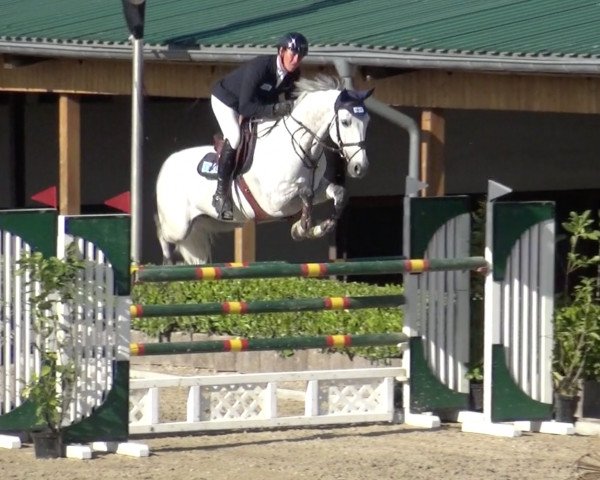 Springpferd Diego (KWPN (Niederländisches Warmblut), 2008, von Colman)