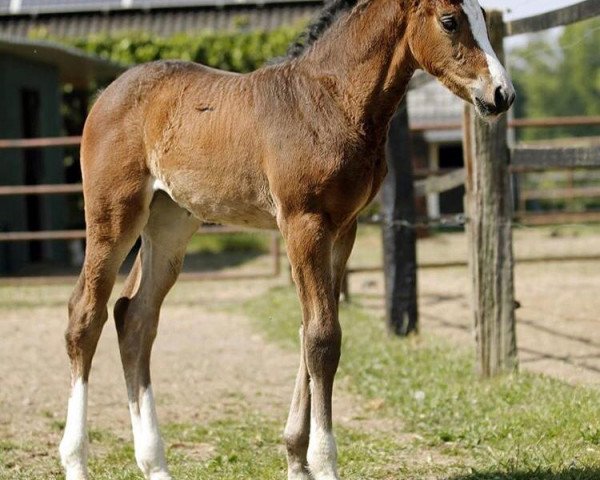 Pferd Agatha Power (Rheinländer, 2020, von Alaba 2)