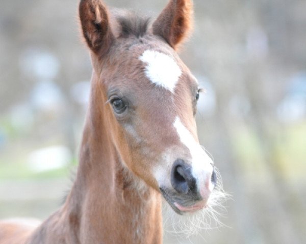 horse Samba Samba SA (Austrian Warmblood, 2019, from Sir Donnerhall I)