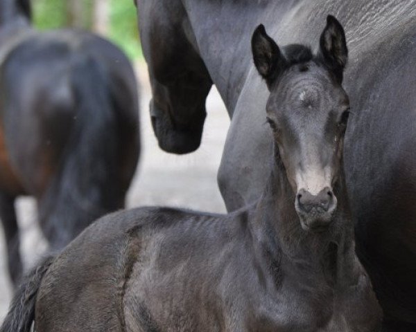 broodmare Zackerella SA (Austrian Warmblood, 2020, from Blue Hors Zackerey)