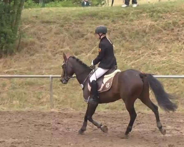 Reitturnier Wiesloch 2015