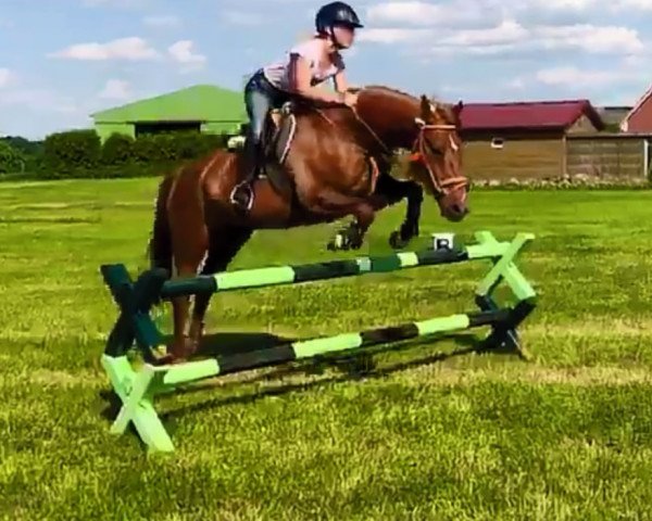 horse Corado (German Riding Pony, 2003, from Colonel)