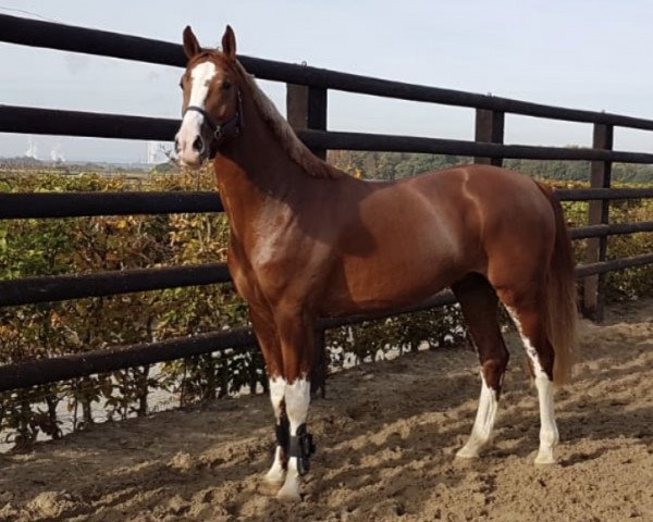 horse Avatar (Holsteiner, 2016, from Action-Breaker)