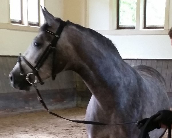 broodmare Little Miss Diamond (Hanoverian, 2015, from Lonsdale)