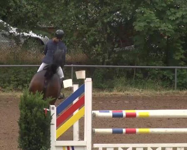 Reitturnier Wiesloch 2015