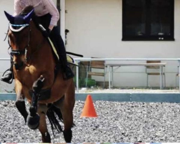 Springpferd Casandro 25 (Westfale, 2010, von Carlo Grande)