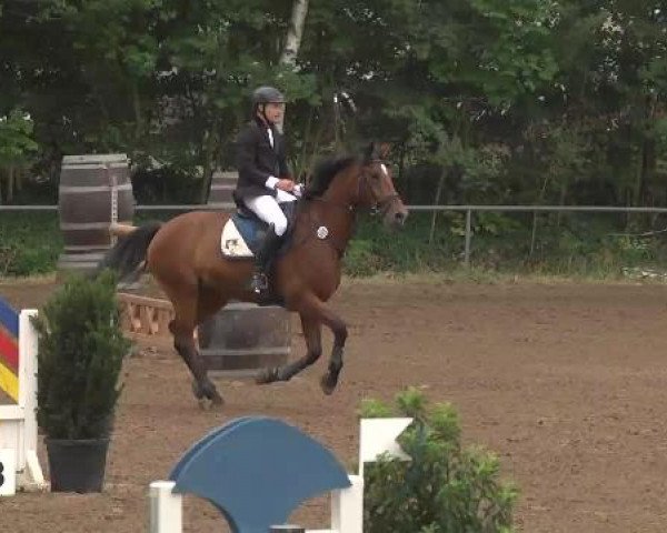 Reitturnier Wiesloch 2015