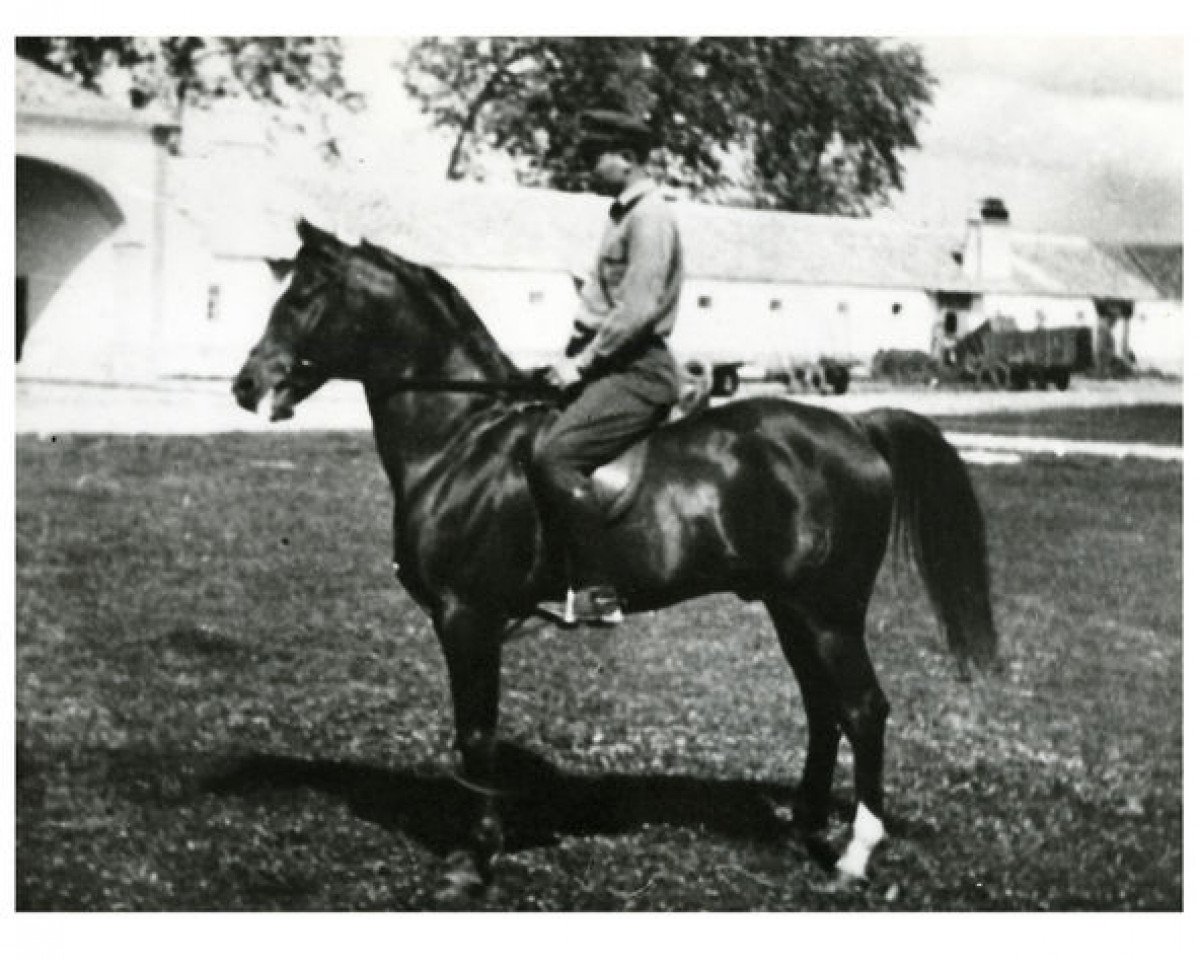 stallion Aksoum ox (Arabian purebred, 1931, from Razada 1925 ox)
