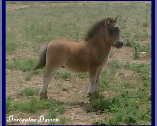 Pferd Dorosalas Damon (Shetland Pony (unter 87 cm), 2011, von Dressman B)