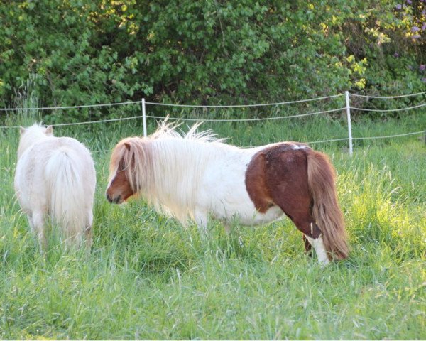 broodmare Pandora vom Försterberg (Shetland pony (under 87 cm), 2013, from Lucky v.d. Halve Maan)