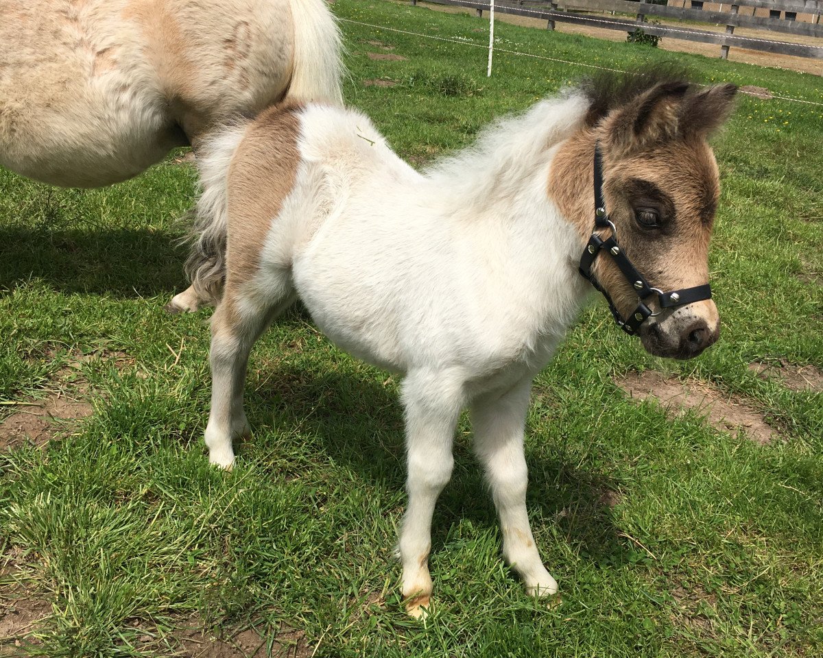 Deckhengst Dorosalas Yoshi (Shetland Pony (unter 87 cm), 2020, von Yago von der Klia)