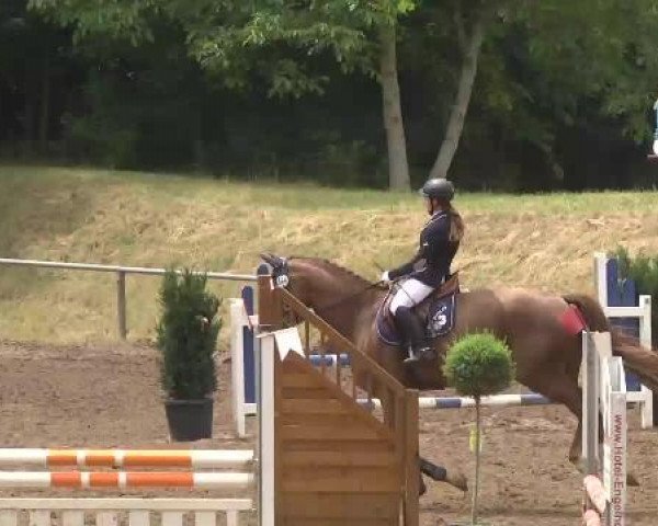 Reitturnier Wiesloch 2015