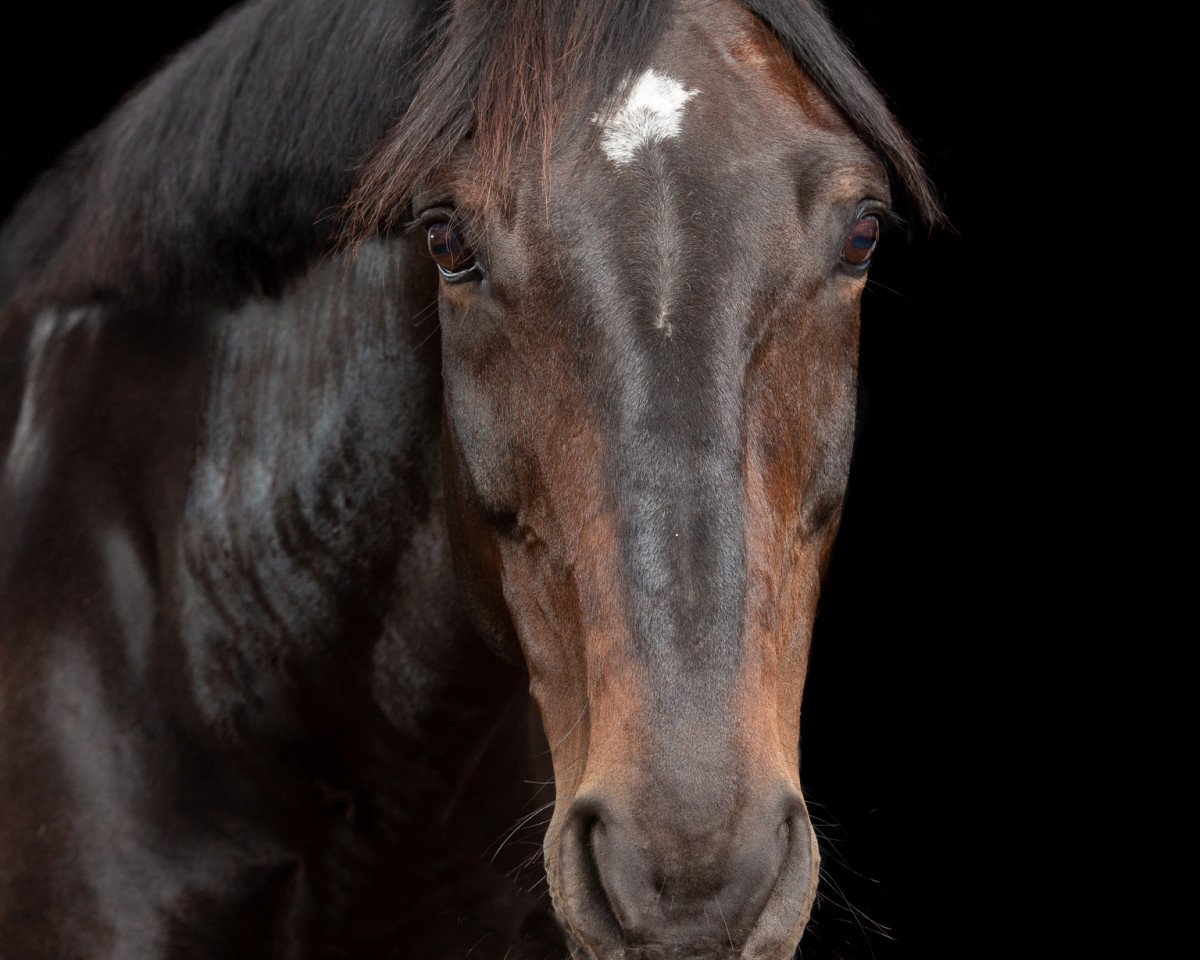dressage horse Shangri-La 3 (Oldenburg, 2005, from Sunny-Boy)