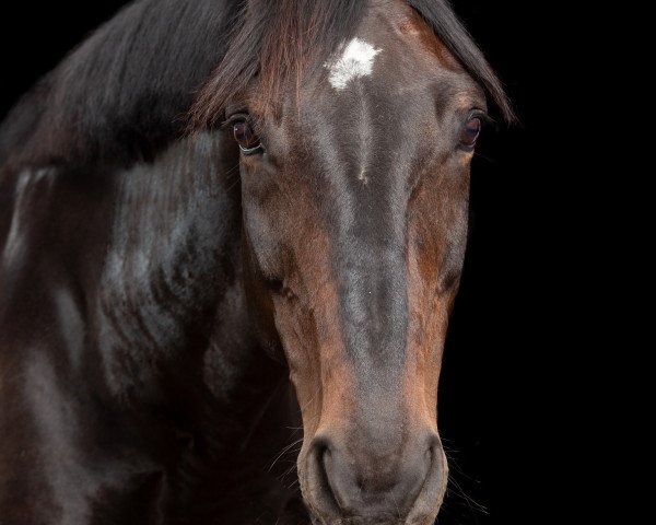 dressage horse Shangri-La 3 (Oldenburg, 2005, from Sunny-Boy)